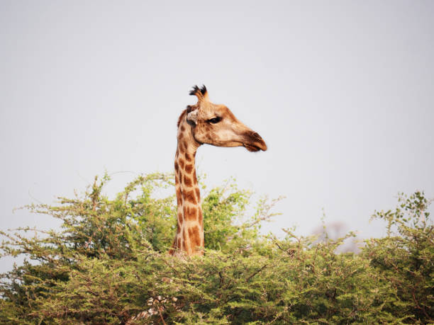 Girafe