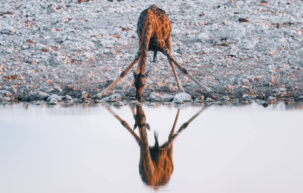 Girafe
