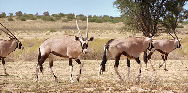 Safari au Botswana - Oryx
