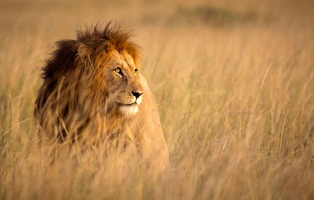 Safari en Solitaire