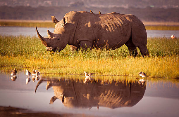rhinocéros