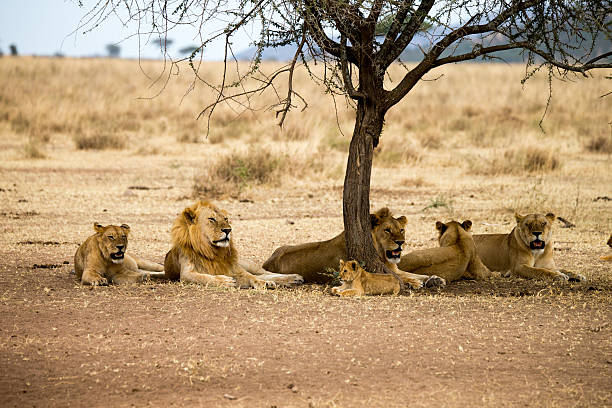 Lions