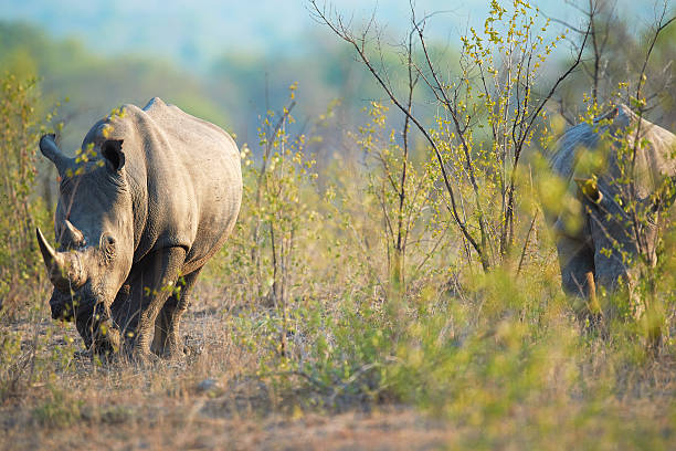 rhinocéros