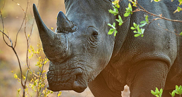 rhinocéros