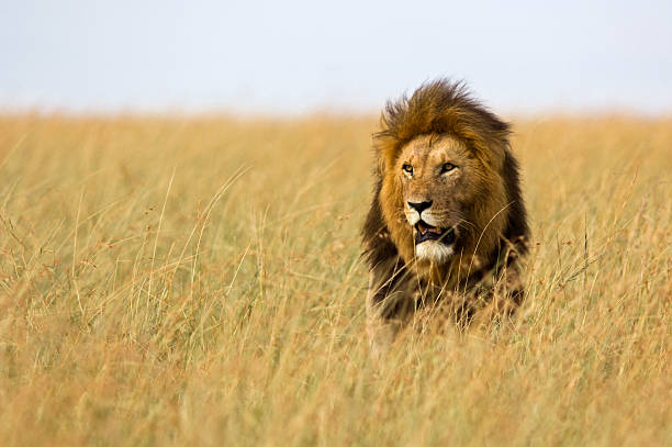 Lions