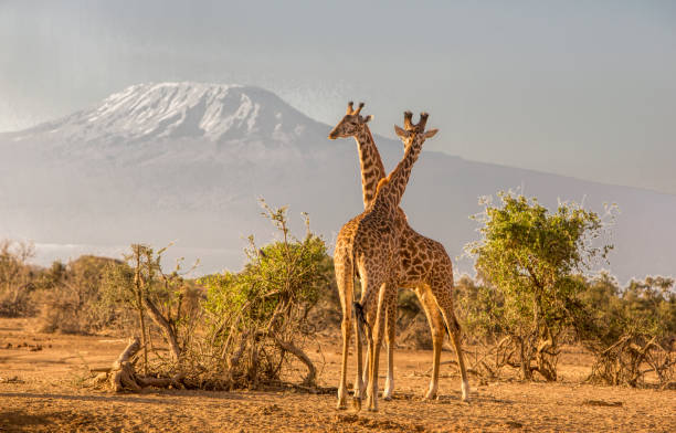 Girafe