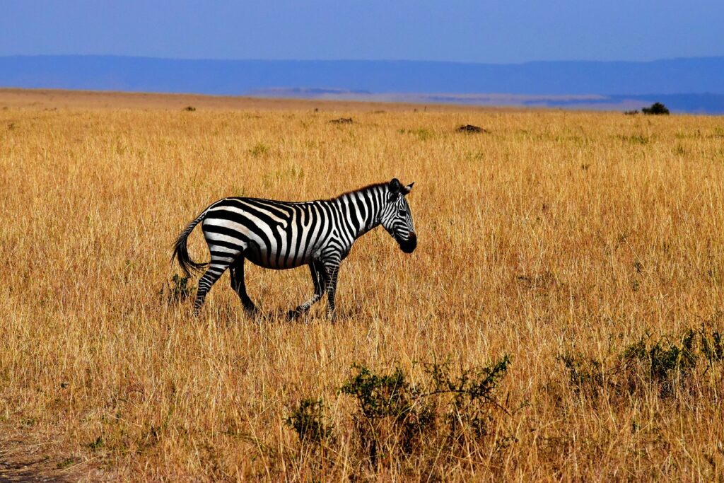 Peut on aller en tanzanie | Safari Radar
