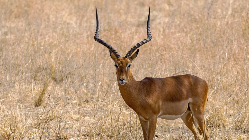 Peut on partir en tanzanie | Safari Radar