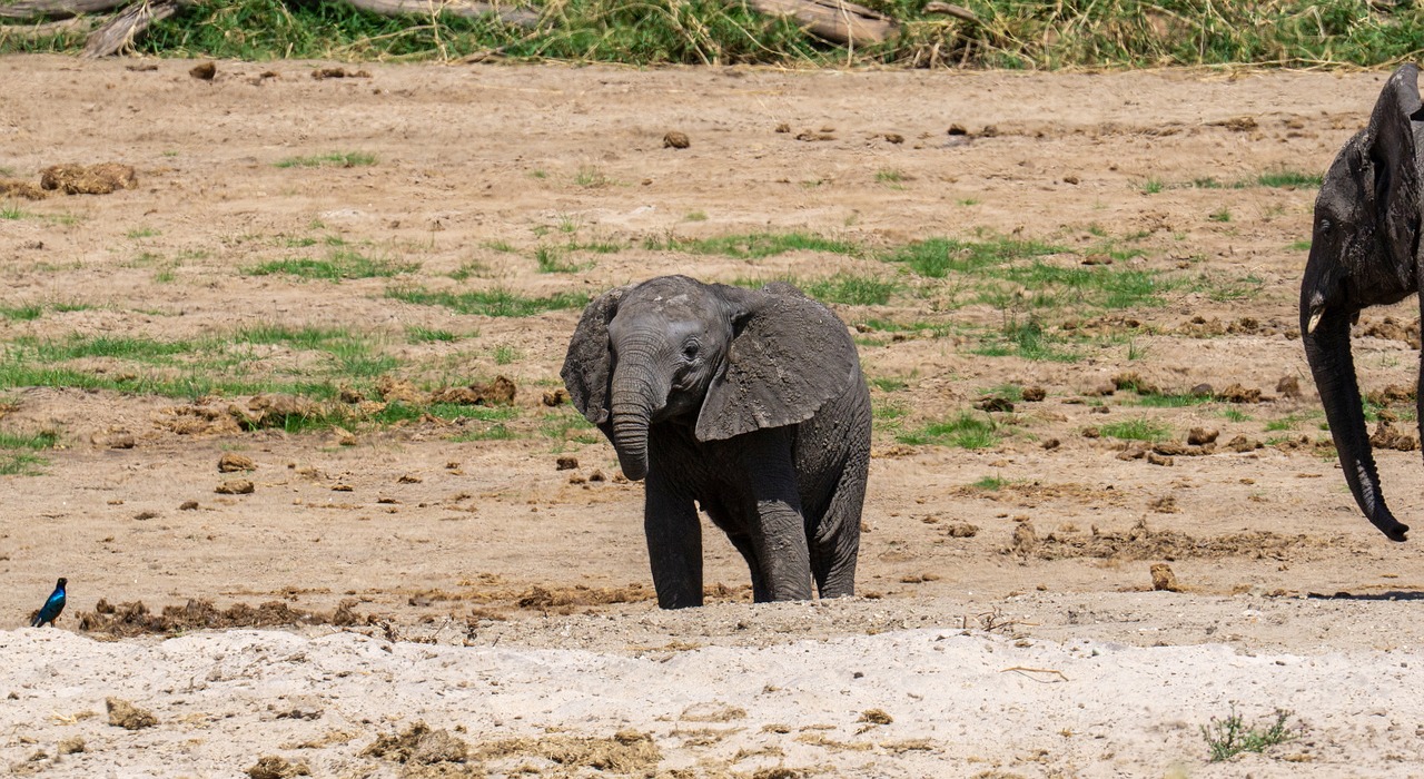 Tanzanie safari quand partir